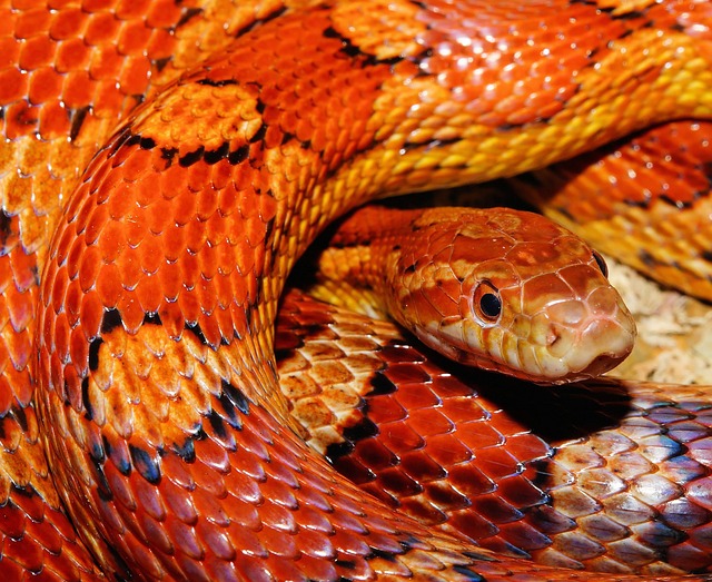Slangeholdning som terapi: Hvordan slanger kan være gavnlige for dit velvære